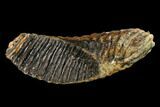 Fossil Woolly Mammoth Lower M Molar - North Sea Deposits #149781-2